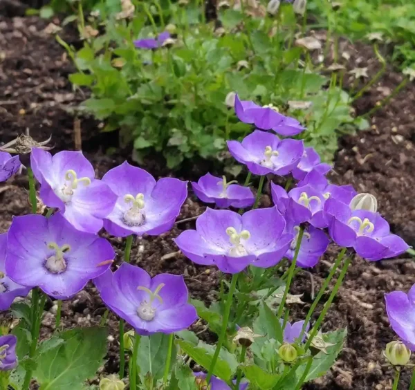 Campanula 'blue and white'