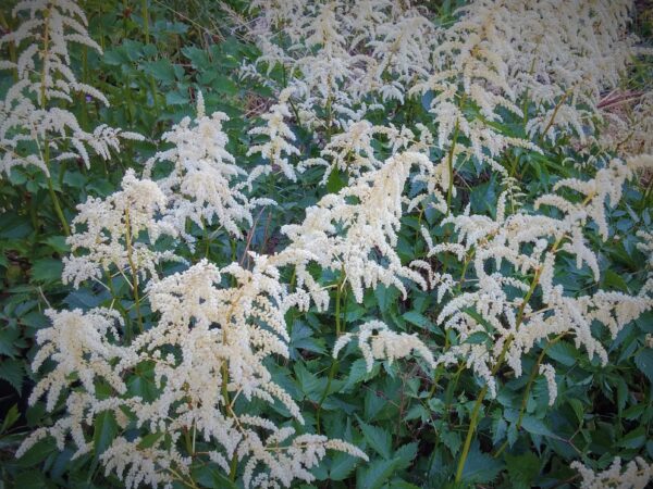 Astilbe 'deutschland' - Image 4