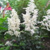 Astilbe 'deutschland'