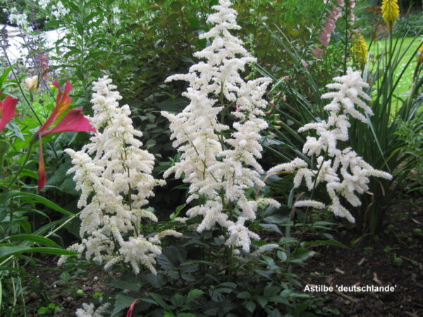 Astilbe 'deutschland' - Image 3