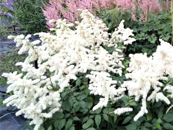 Astilbe 'deutschland' - Image 5