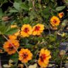 Potentilla × tonguei