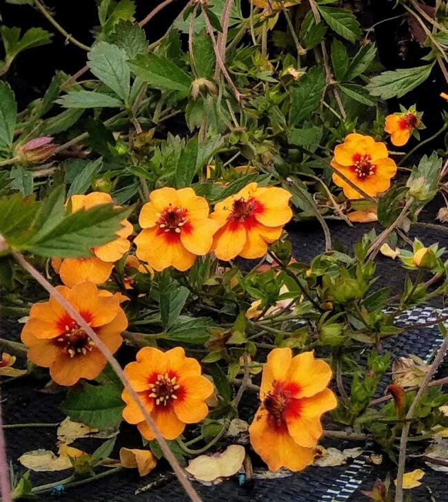 Potentilla × tonguei