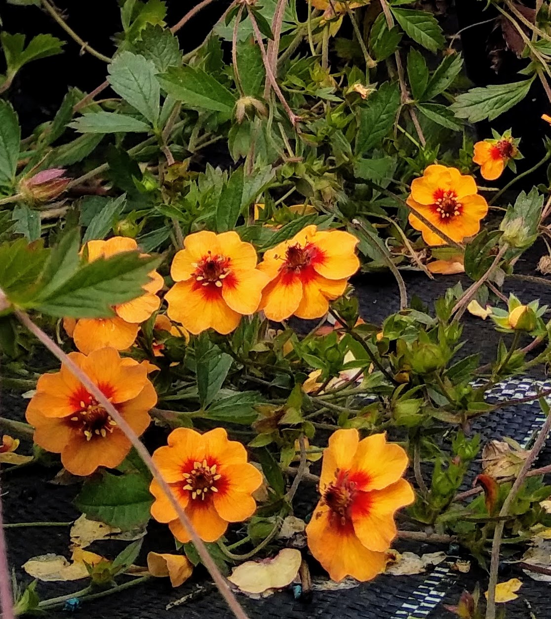 Potentilla × tonguei