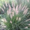Pennisetum alopecuroides ‘Hameln’ – Chinese Fountain Grass
