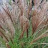 Miscanthus sinensis 'Kleine Fontäne'