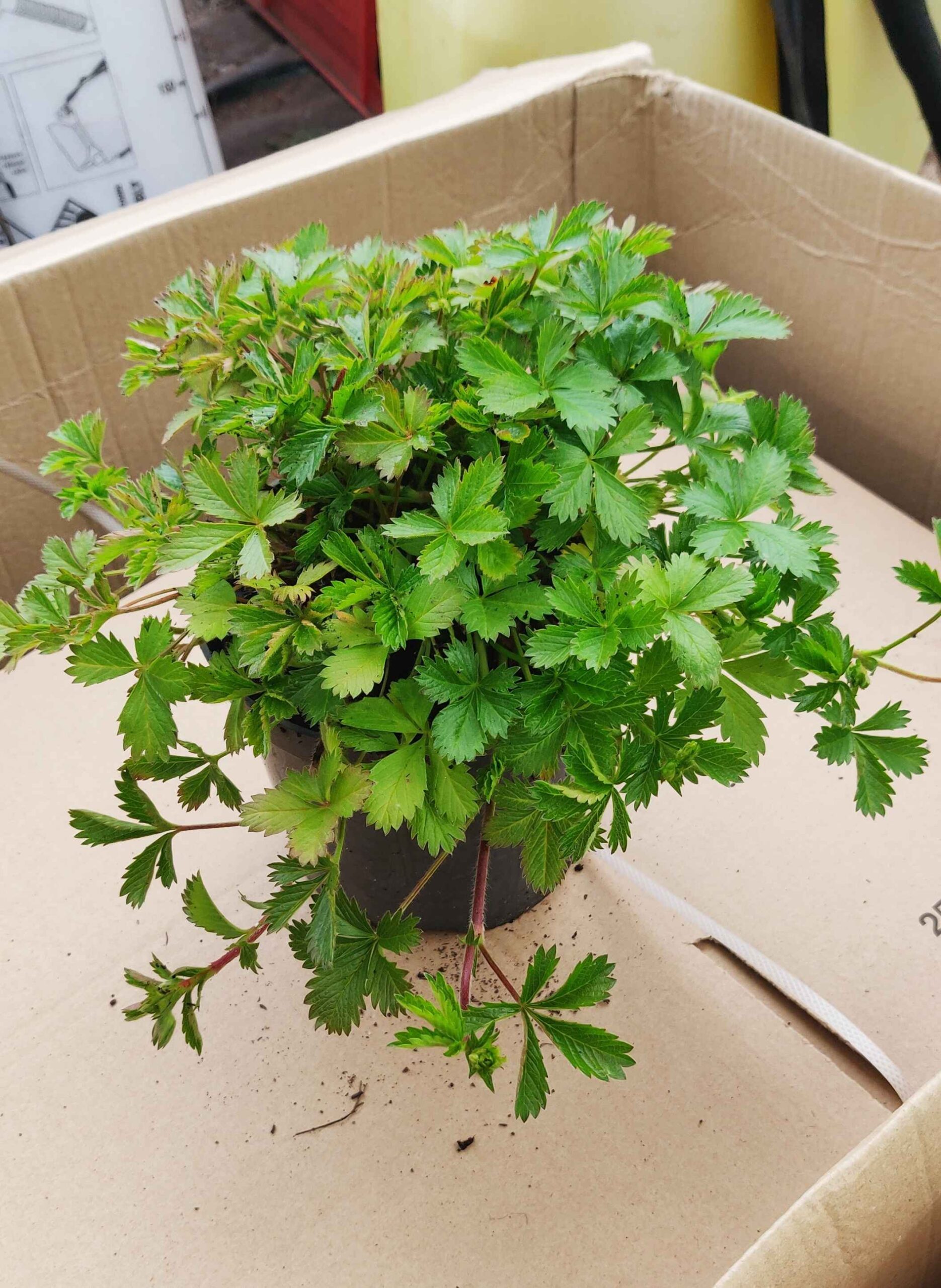 Potentilla × tonguei - Image 3