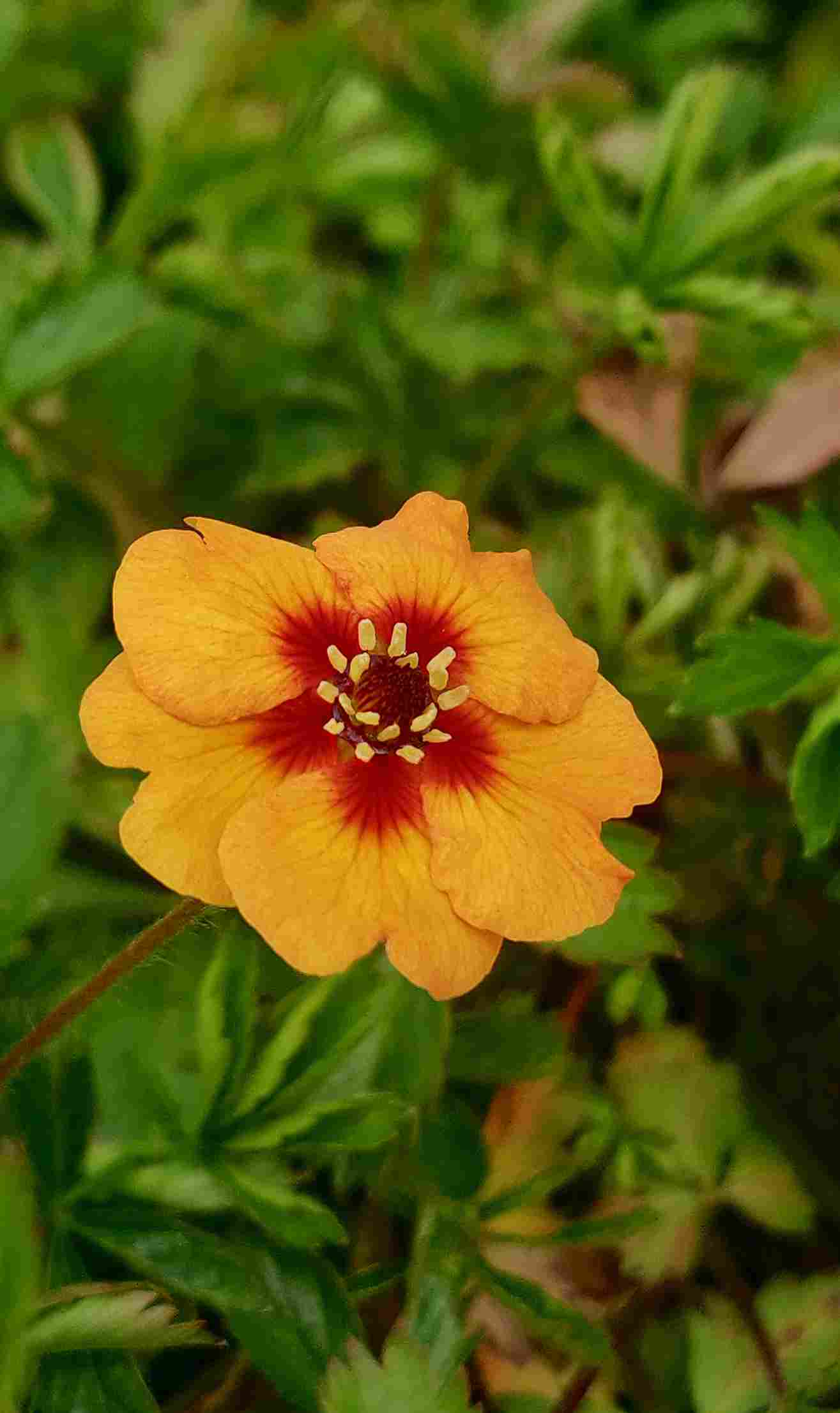 Potentilla × tonguei - Image 4