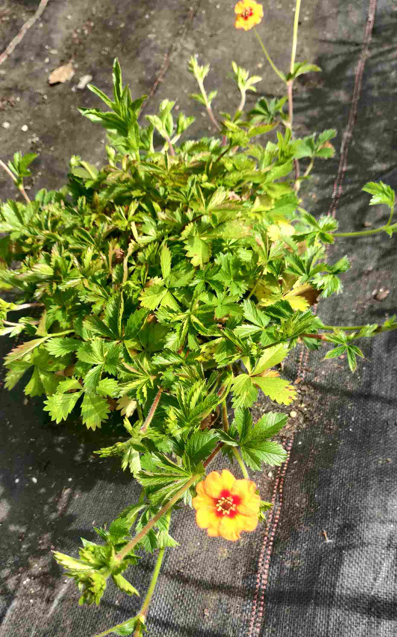 Potentilla × tonguei - Image 5