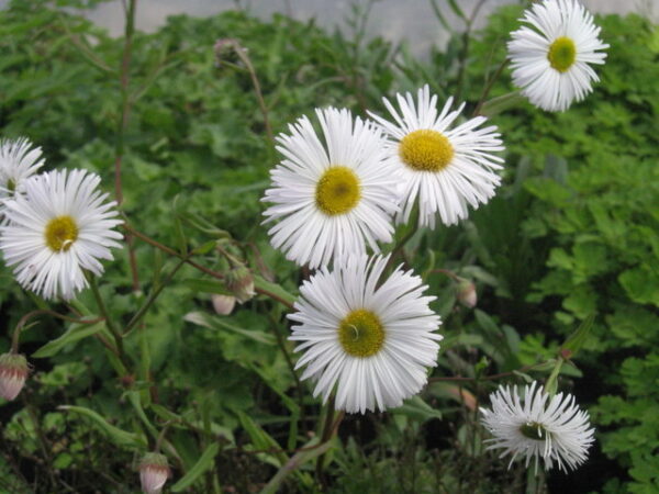 Erigeron 'white quakeress' - Image 3