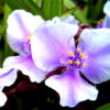 Tradescantia 'Bilberry ice'