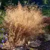 Deschampsia cespitosa ‘Golden Dew’ – Tufted Hair Grass