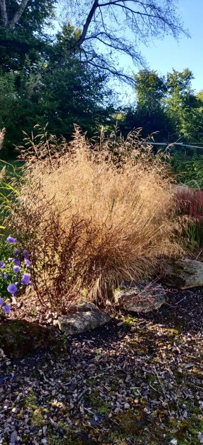 Deschampsia 'Golden Dew'