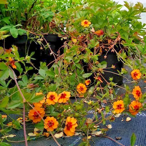 Potentilla × tonguei