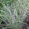 Miscanthus sinensis ‘Morning Light’ – Variegated Maiden Grass
