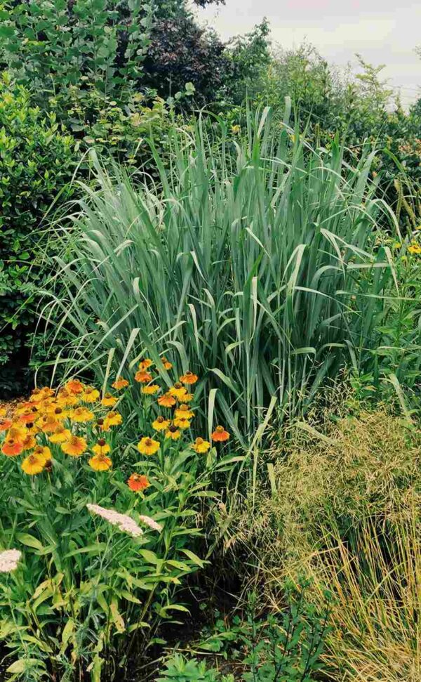 Panicum virgatum 'Dallas Blues'