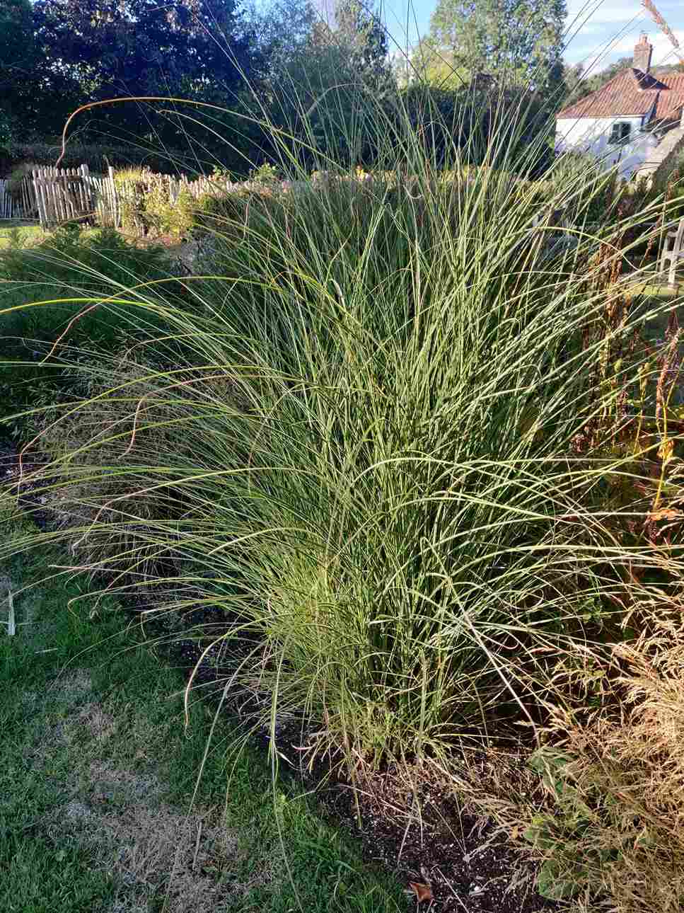 Miscanthus sinensis ‘Morning Light’ – Silver Grass - Image 3