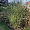 Miscanthus sinensis ‘Morning Light’ – Silver Grass