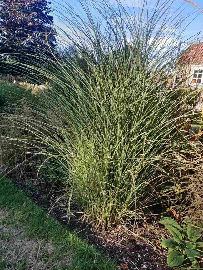 Miscanthus sinensis ‘Morning Light’ – Silver Grass