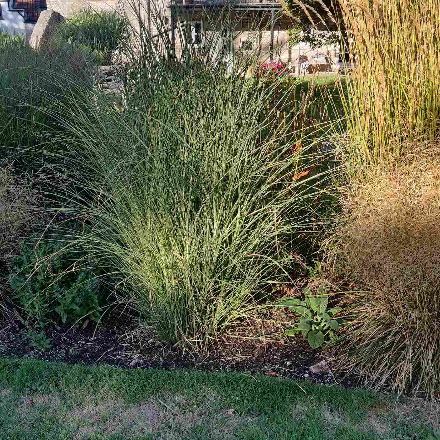 Miscanthus sinensis ‘Morning Light’ – Silver Grass - Image 2