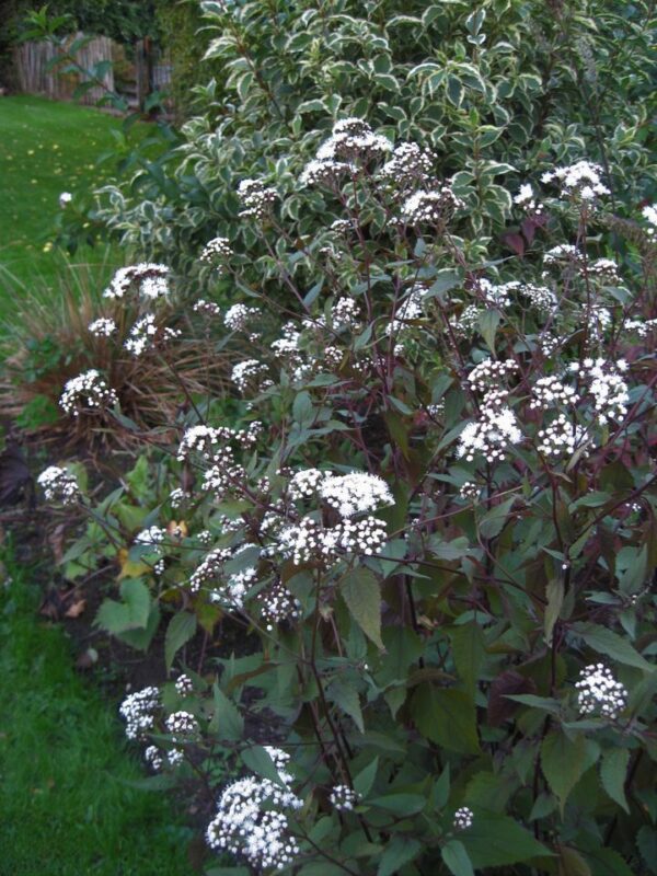 Eupatorium  'chocolate' - Image 3