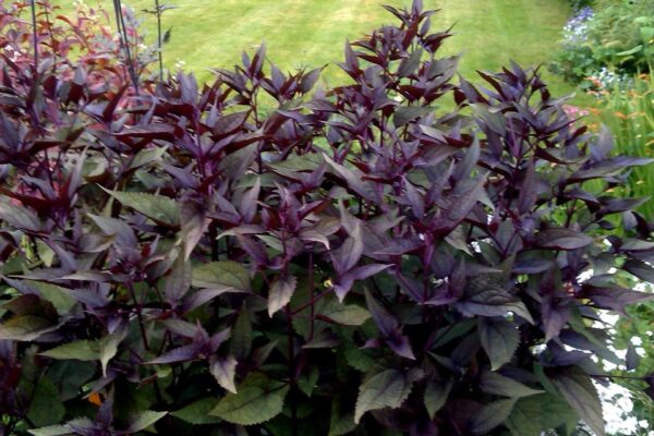 Eupatorium  'chocolate'