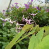 Epimedium Fargesii