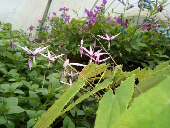 Epimedium fargesii