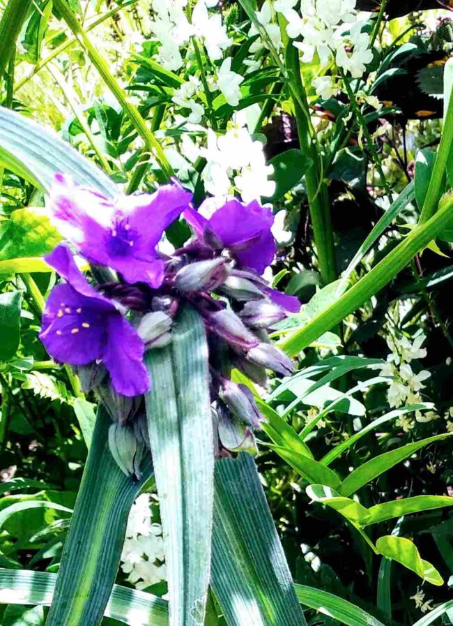 Tradescantia 'Concorde Grape'