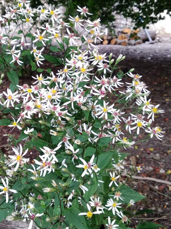 garden flower