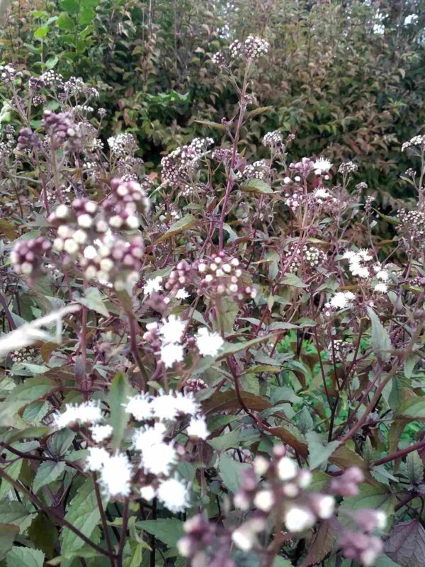 Eupatorium  'chocolate' - Image 7
