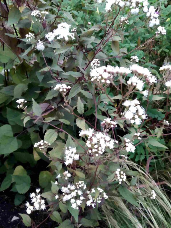 Eupatorium  'chocolate' - Image 8