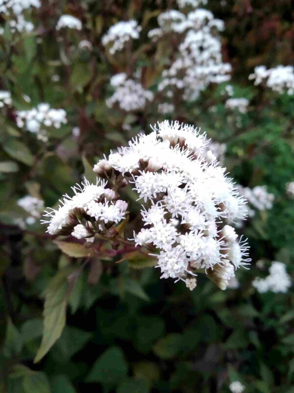 Eupatorium  'chocolate' - Image 2