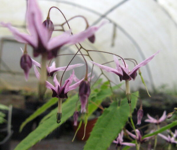 Epimedium Fargesii - Image 3