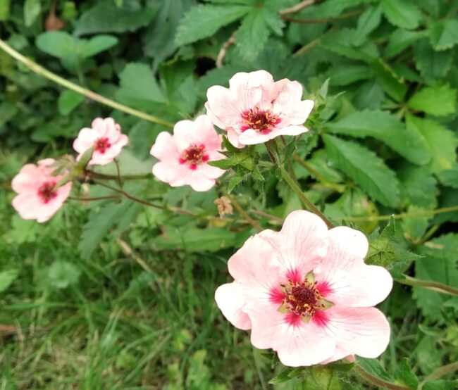Potentilla hopwoodiana