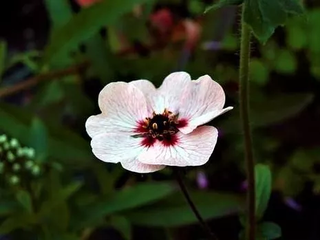 Potentilla hopwoodiana – Long-Flowering Border Classic