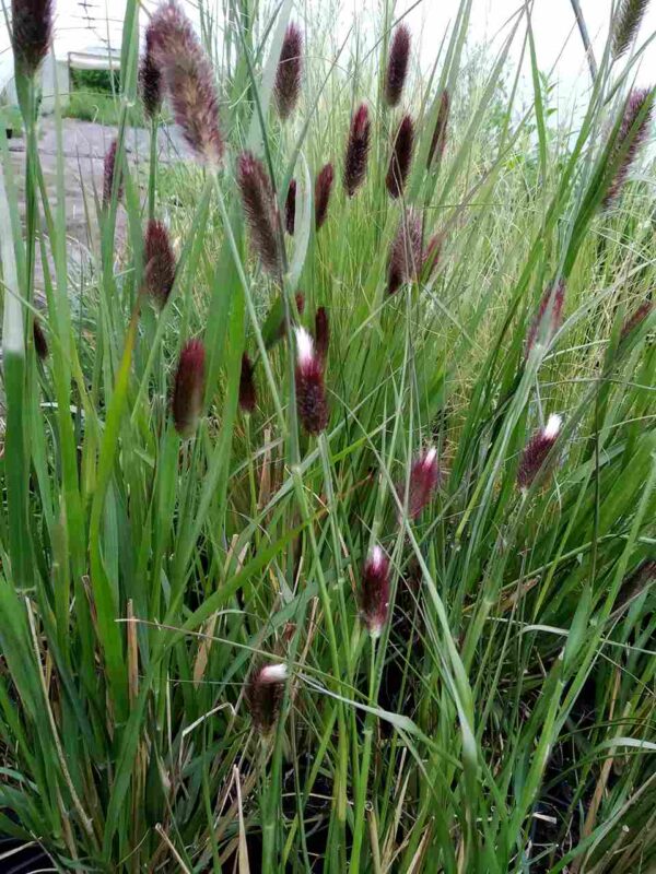 Pennisetum thunbergii 'Red Buttons' - Image 4