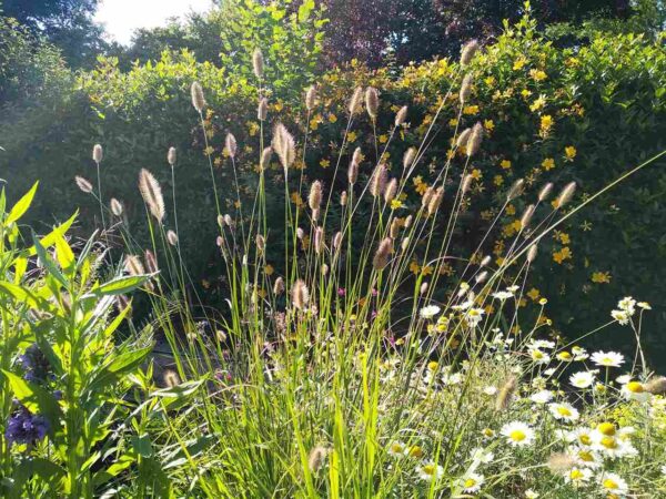 Pennisetum thunbergii 'Red Buttons' - Image 3