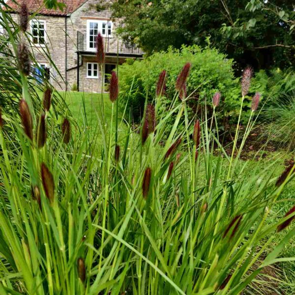 garden plant flowering