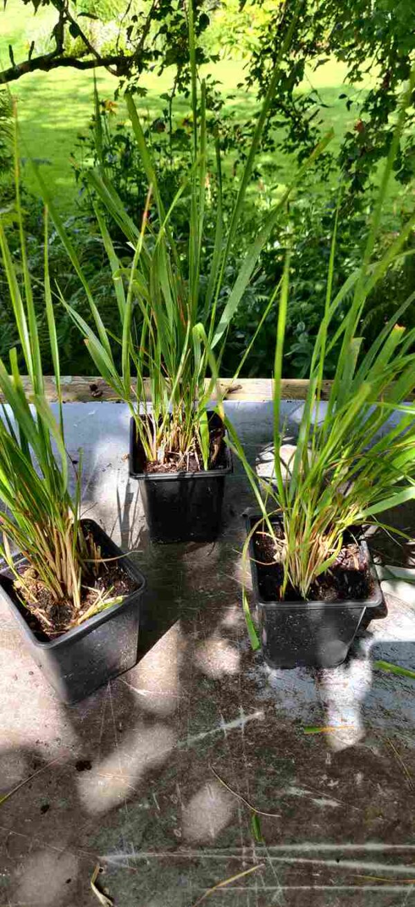 Calamagrostis  ‘Karl Foerster’    3 x 9cm pots - Image 5