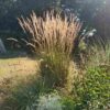 Calamagrostis ‘Karl Foerster’ – Feather Reed Grass   3 x 9cm pots