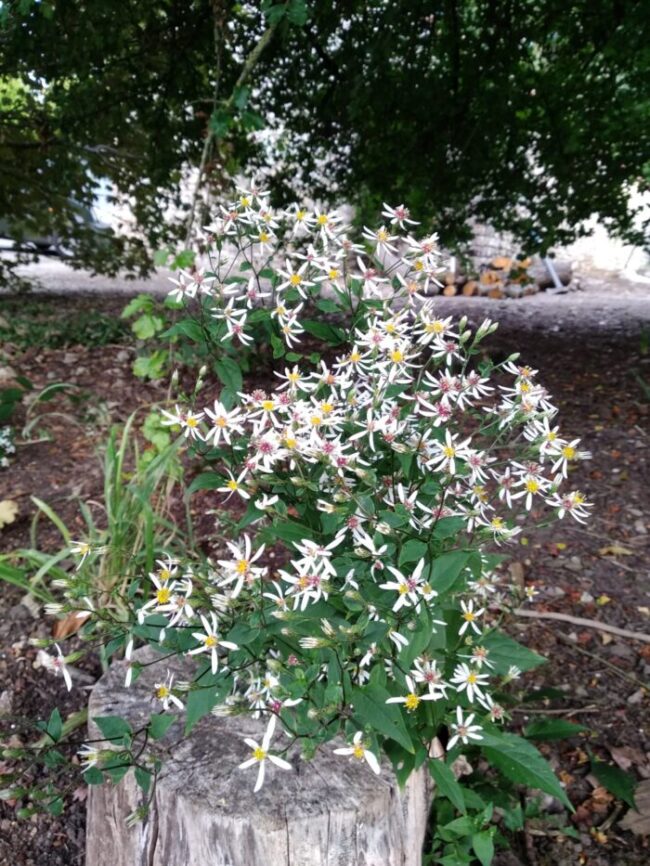Eurybia divaricata – Woodland Aster with White Starry Flowers