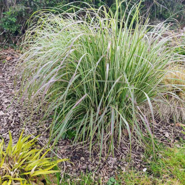 Calamagrostis × acutiflora ‘Overdam’ – Variegated Feather Reed Grass