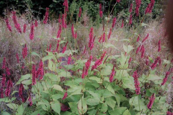 Persicaria atrosanguinea - Image 3
