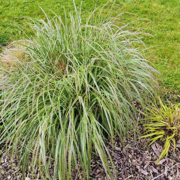 Calamagrostis x acutiflora 'Overdam' - Image 4
