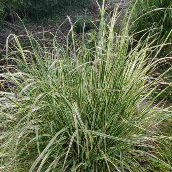 Calamagrostis x acutiflora 'Overdam'
