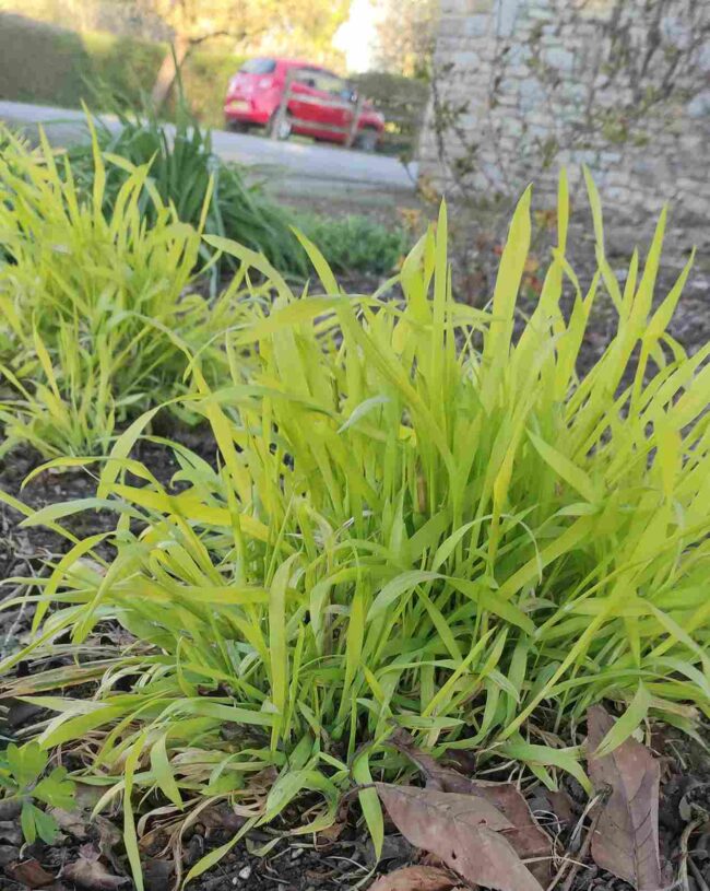 Milium effusum 'Aureum'