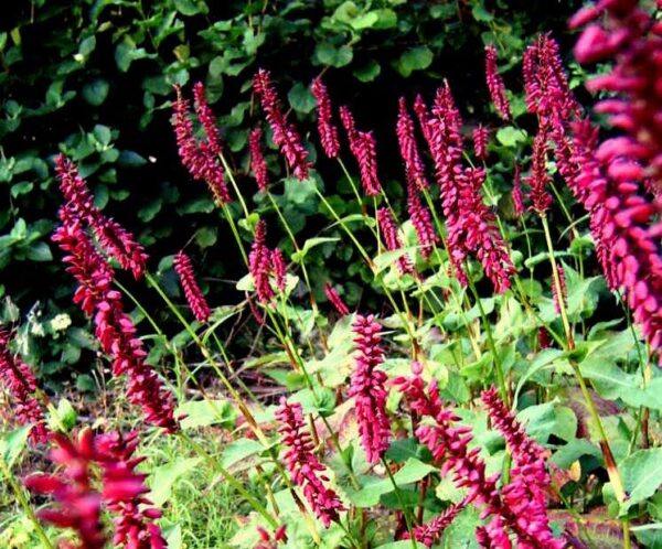 Persicaria atrosanguinea