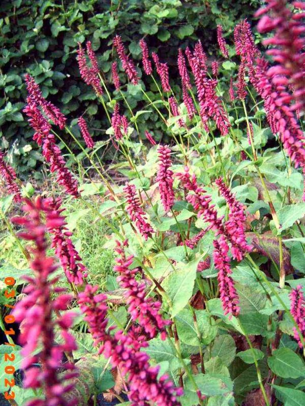Persicaria atrosanguinea - Image 4