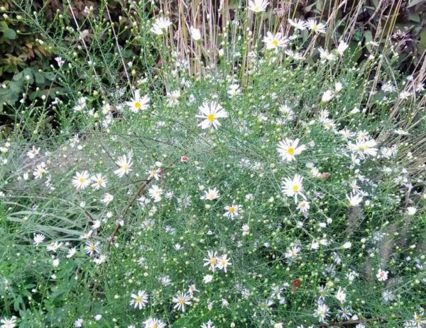 garden flower
